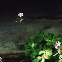 Ho Sau: Poetic Photography of Daily Life